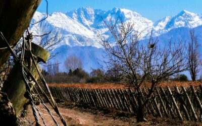 How Argentina’s Elite Winemakers are Breaking the Mould